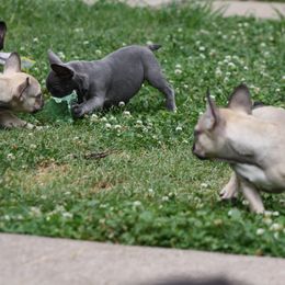 French Bulldog Puppies from Gorilla Zoo Kennels