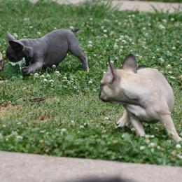 French Bulldog Puppies from Gorilla Zoo Kennels