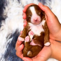 Wanya - Red  male Goldendoodle puppy in Kissimmee, Florida from Poodle Doodle Kennels
