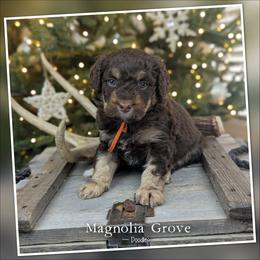 Maple - Orange Collar - female Australian Mountain Doodle puppy in Oxford, Alabama from Magnolia Grove Doodles