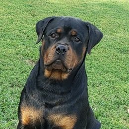Mamba - Rottweiler