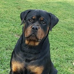 Mamba - Rottweiler