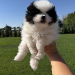 Boy 2 - Cream parti male Pomeranian puppy in Meridian, Idaho from Precious poms