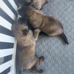 Belgian Malinois Puppies from Focused Obedient Belgian Malinois