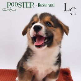 Rooster - Black and tan male Pembroke Welsh Corgi puppy in Pine Village, Indiana from NL Horsemanship