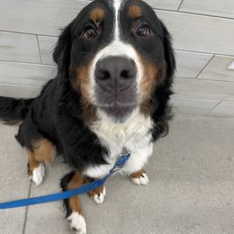 Honey - Bernese Mountain Dog
