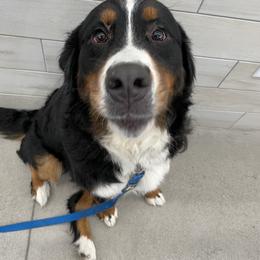 Honey - Bernese Mountain Dog