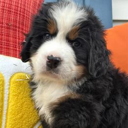 Equality - Black rust and white female Bernese Mountain Dog puppy in Draper, Utah from Breaking Trail Berners