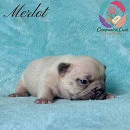 Merlot - Fawn female French Bulldog puppy in Bowman, Georgia from Companion Creek Farm