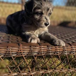 Aussiedoodles, Cockapoos, Goldendoodles, Poodles, and Toy Australian Shepherds from CW Aussiedoodles