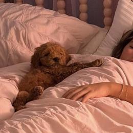 Goldendoodle and Golden Retriever Puppies from BloomingPuppies