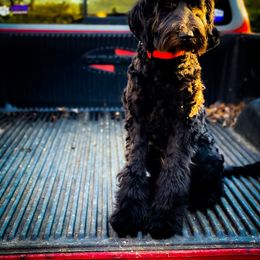 Double Doodle and Goldendoodle All Grown Up from Patterson Doodles