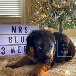German Shepherd Puppies from Chico's German Shepherds
