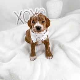 Rally - Red  male Goldendoodle puppy in Jamestown, Kentucky from Milk & Honey Doodles