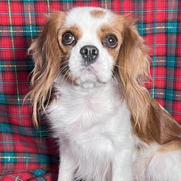Jayda - Cavalier King Charles Spaniel