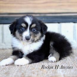 Boy 1 - Black tri male Toy Australian Shepherd puppy in Russellville, Arkansas from Rockin H Aussies