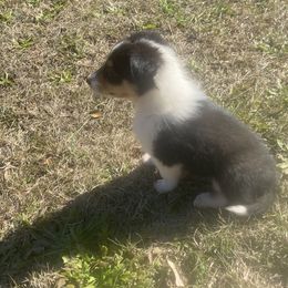 Collie puppies from Collie farm