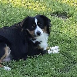 Miniature Australian Shepherds from Mikki's Toy Aussies