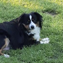 Miniature Australian Shepherds from Mikki's Toy Aussies