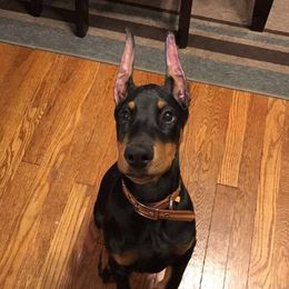 Doberman Pinscher Puppies from Lexa Dobermans