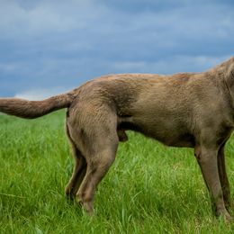 Dilute Retriever All Grown Up from Roaming Lab Farms