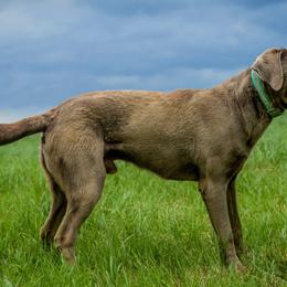 Dilute Retriever All Grown Up from Roaming Lab Farms
