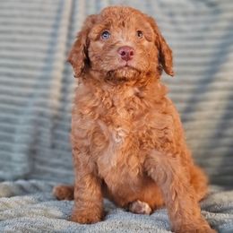 Pumpkin - Apricot male Goldendoodle puppy in Pittsburg, Texas from Grace Springs Goldendoodles
