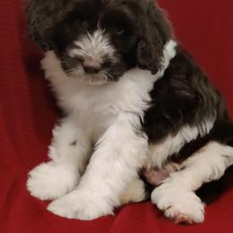 Portuguese Water Dog Puppies from Prized Family Porties