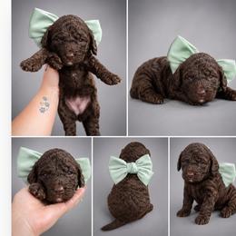 Dandelion - Chocolate female Goldendoodle puppy in Delphos, Ohio from Route 66 Poodles & Doodles, Sapphire Shih-tzu's of Ohio