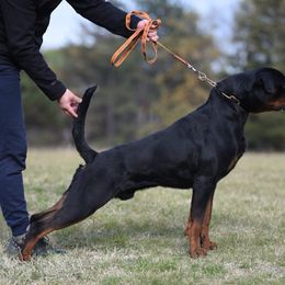 Spell - Rottweiler