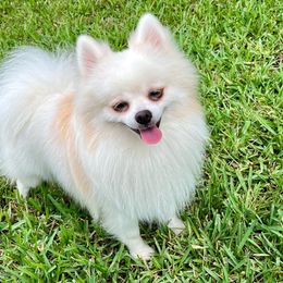 JoJo - Pomeranian