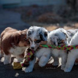 Australian Shepherd Puppies from Crystalbrook Aussies