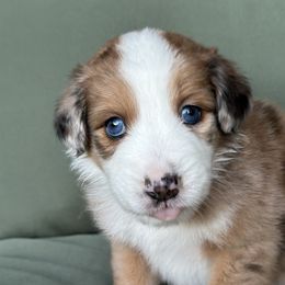 Barrel - Red merle male Aussiedoodle puppy in York, Pennsylvania from Loving Puppy Paws Kennel