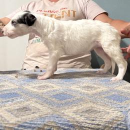Girl 2 - Silver female Borzoi puppy in Marysville, California from Justart Borzoi