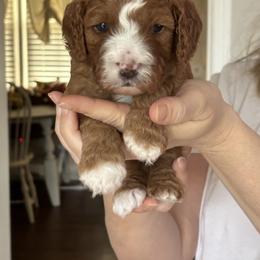 Boy 3 - Red male Cavapoo puppy in Youngsville, North Carolina from Blackberry Hill Doodles
