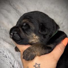 Dark Green Collar boy - Black and red male German Shepherd puppy in Louisville, Kentucky from Haus of Beautiful Chaos German Shepherds