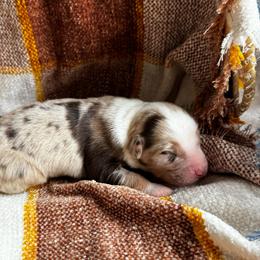 Boy 1 - Red merle male Australian Shepherd puppy in Ramona, California from Blue Moon Aussies