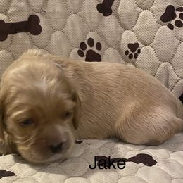 Cocker Spaniel Puppies from Cocker Eclipse In Home Kennel