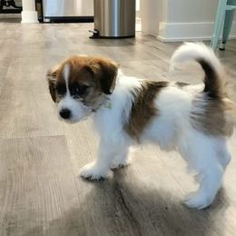 Russell Terrier Puppies from Boardman valley kennels