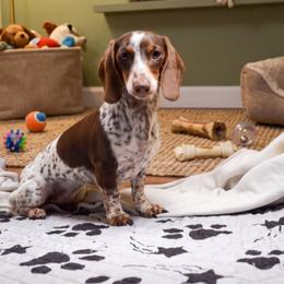 Cherie - Dachshund