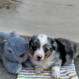 Preston - Blue merle and white male American Corgi puppy in Nortonville, Kansas from Low Riders Corgis & Mini Aussies