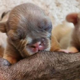 French Bulldog Puppies from Shawhan Family Frenchies