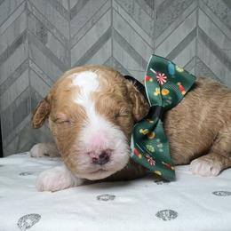 Buddy The Elf - Red  male Goldendoodle puppy in Camden, North Carolina from Oopsie Doodles of NC