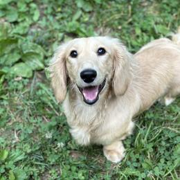 Oliver - Dachshund