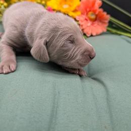 Carl - Silver gray male Weimaraner puppy in Evart, Michigan from Drehbar Weimaraners