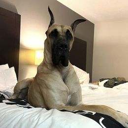 Great Danes from Nelson Great Danes