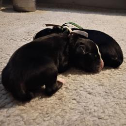 Flint (grey) - Black tri-color male Australian Shepherd puppy in Okeechobee, Florida from Rothsolid Puppies