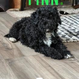 Finn - Black and white male Aussiedoodle puppy in Deer Park, Washington from Doodle Paw Ranch