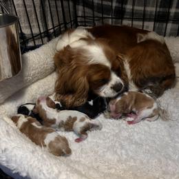 Penny - Tri-color female Cavalier King Charles Spaniel puppy in Lula, Georgia from Cavaliers by Crumley