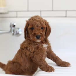 Nala - Caramel female Labradoodle puppy in Stevens, Pennsylvania from Pebble Paws Lane